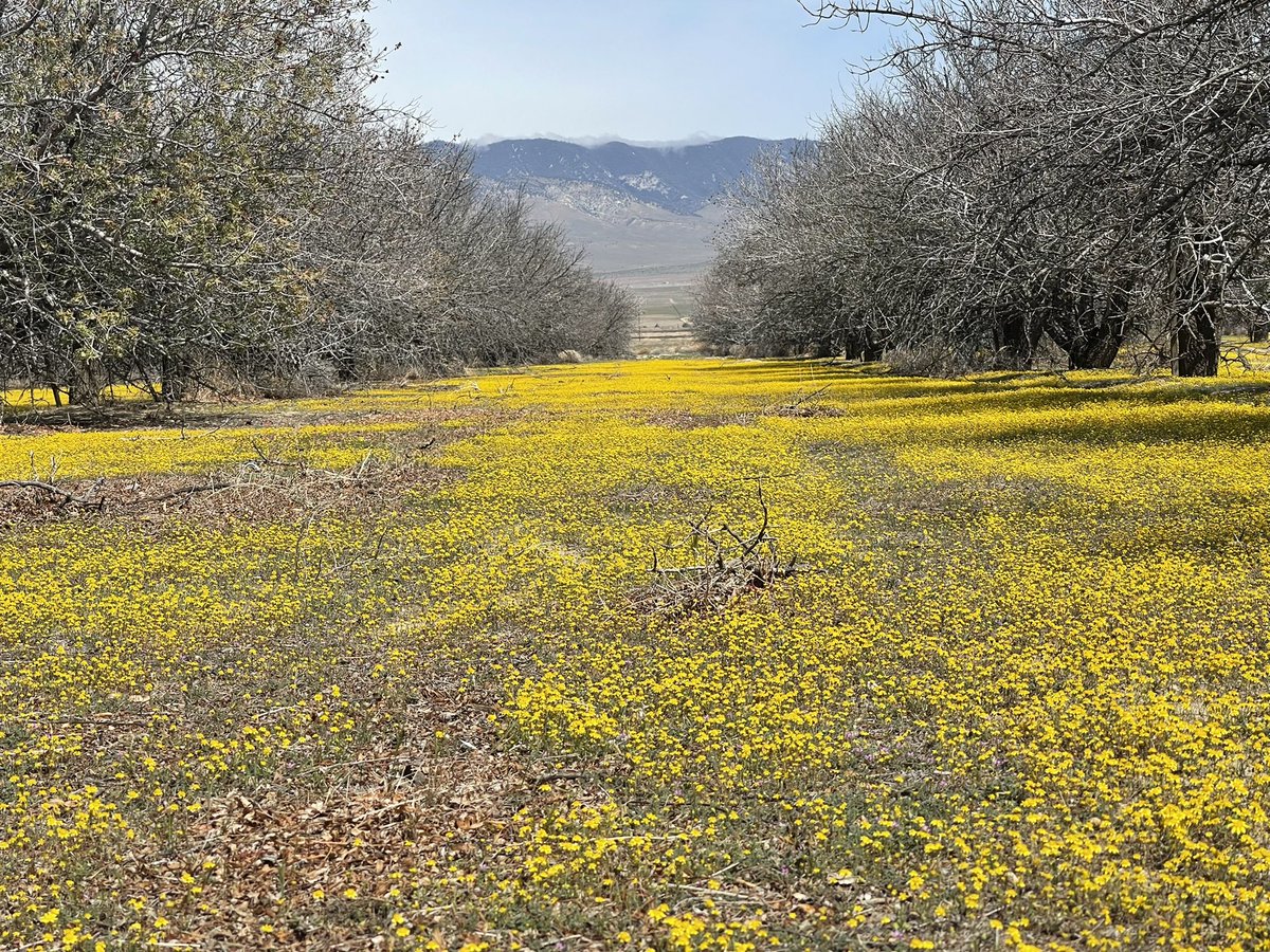 CrossleyIDGuide's tweet image. Storms, wild skies, stunning flowers &amp;amp; windy days. Love it. A March flock of 15 Sabs Gulls on local lake,a big surprise. Other goodies going over the pass were 100 hummingbirds (mostly m. Rufus) in 1 hour and 200 Swainson’s Hawks in 2 hours. Great to be out in my amphitheater.