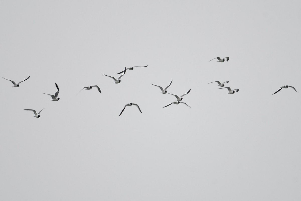 CrossleyIDGuide's tweet image. Storms, wild skies, stunning flowers &amp;amp; windy days. Love it. A March flock of 15 Sabs Gulls on local lake,a big surprise. Other goodies going over the pass were 100 hummingbirds (mostly m. Rufus) in 1 hour and 200 Swainson’s Hawks in 2 hours. Great to be out in my amphitheater.