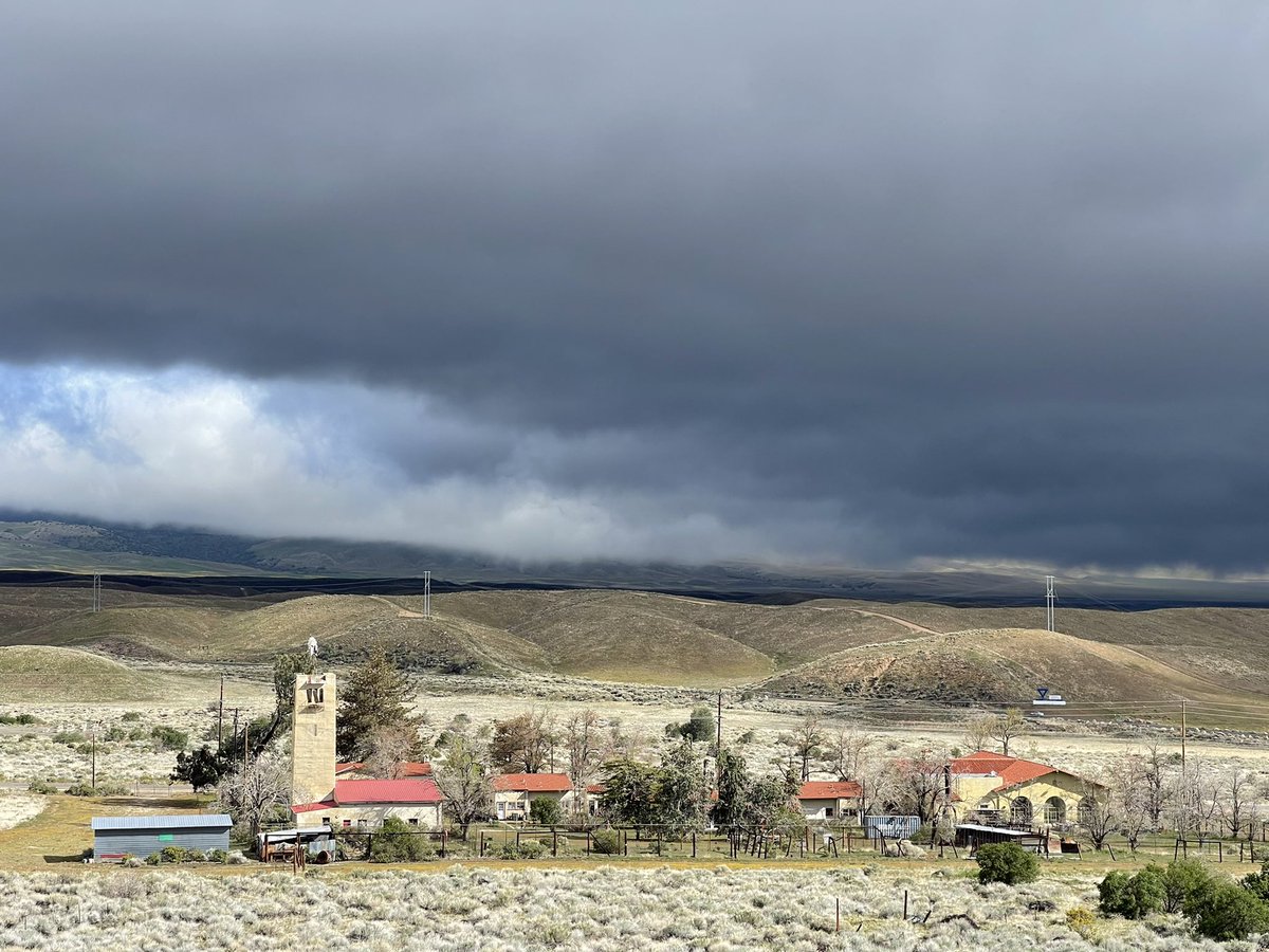 CrossleyIDGuide's tweet image. Storms, wild skies, stunning flowers &amp;amp; windy days. Love it. A March flock of 15 Sabs Gulls on local lake,a big surprise. Other goodies going over the pass were 100 hummingbirds (mostly m. Rufus) in 1 hour and 200 Swainson’s Hawks in 2 hours. Great to be out in my amphitheater.