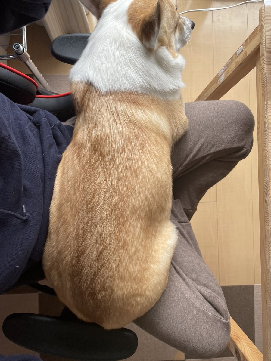 自分のことを 小型犬 だと思っている Snsで話題のわんこ わんちゃんホンポ