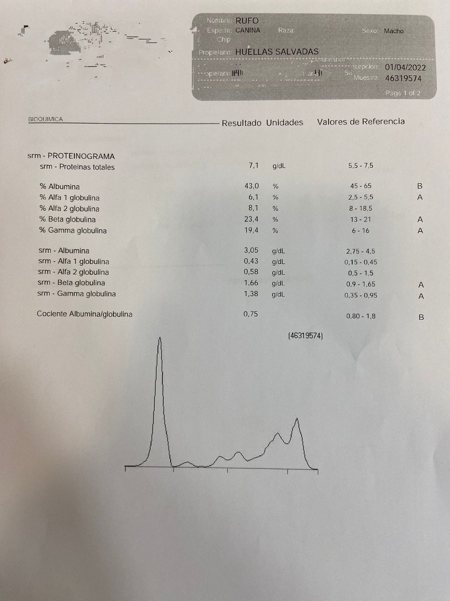 huellassalvadas's tweet photo. ⚠️INFORMACIÓN RUFO⚠️

El pobre Rufo no levanta cabeza... Si hace unos días os contábamos que había dado positivo en filaria, ahora nos cuentan los veterinarios que ha dado positivo en leishmania 😔

Afortunadamente lo hemos pillado a tiempo, https://t.co/BwW9kl30aF