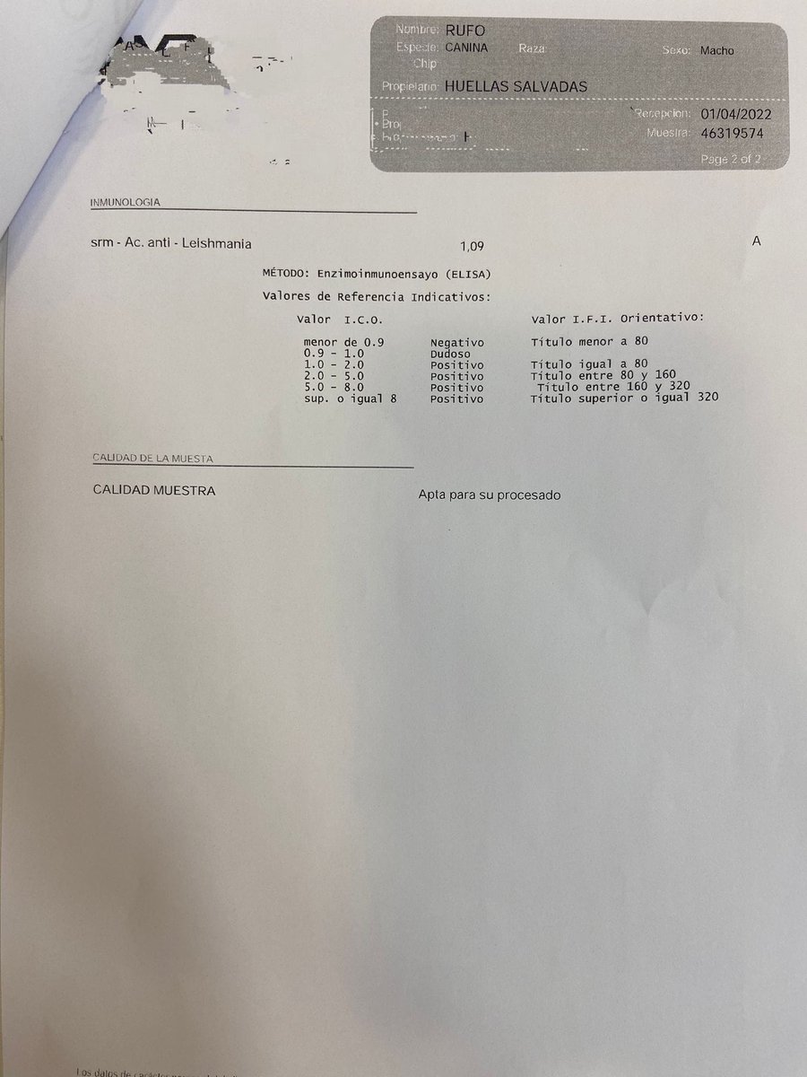 huellassalvadas's tweet photo. ⚠️INFORMACIÓN RUFO⚠️

El pobre Rufo no levanta cabeza... Si hace unos días os contábamos que había dado positivo en filaria, ahora nos cuentan los veterinarios que ha dado positivo en leishmania 😔

Afortunadamente lo hemos pillado a tiempo, https://t.co/BwW9kl30aF