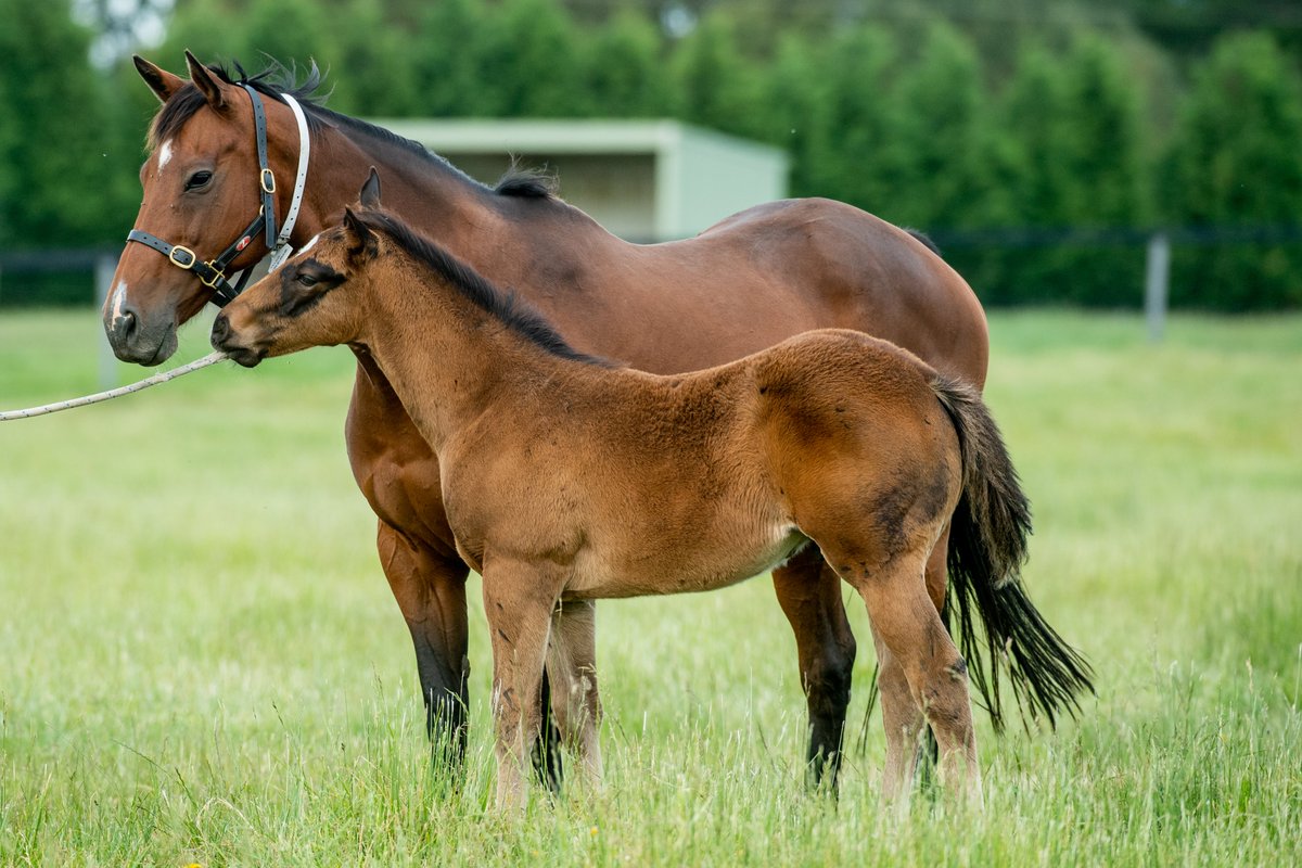 LimeCountryAU's tweet photo. Lot 292 @inglis_sales - The Autumn Sun colt ex Gr.2 winner &amp; Gr.1 producer MISS MARIELLE as a foal - part of our #whentheywereyoung series. https://t.co/SDv6u18ND7