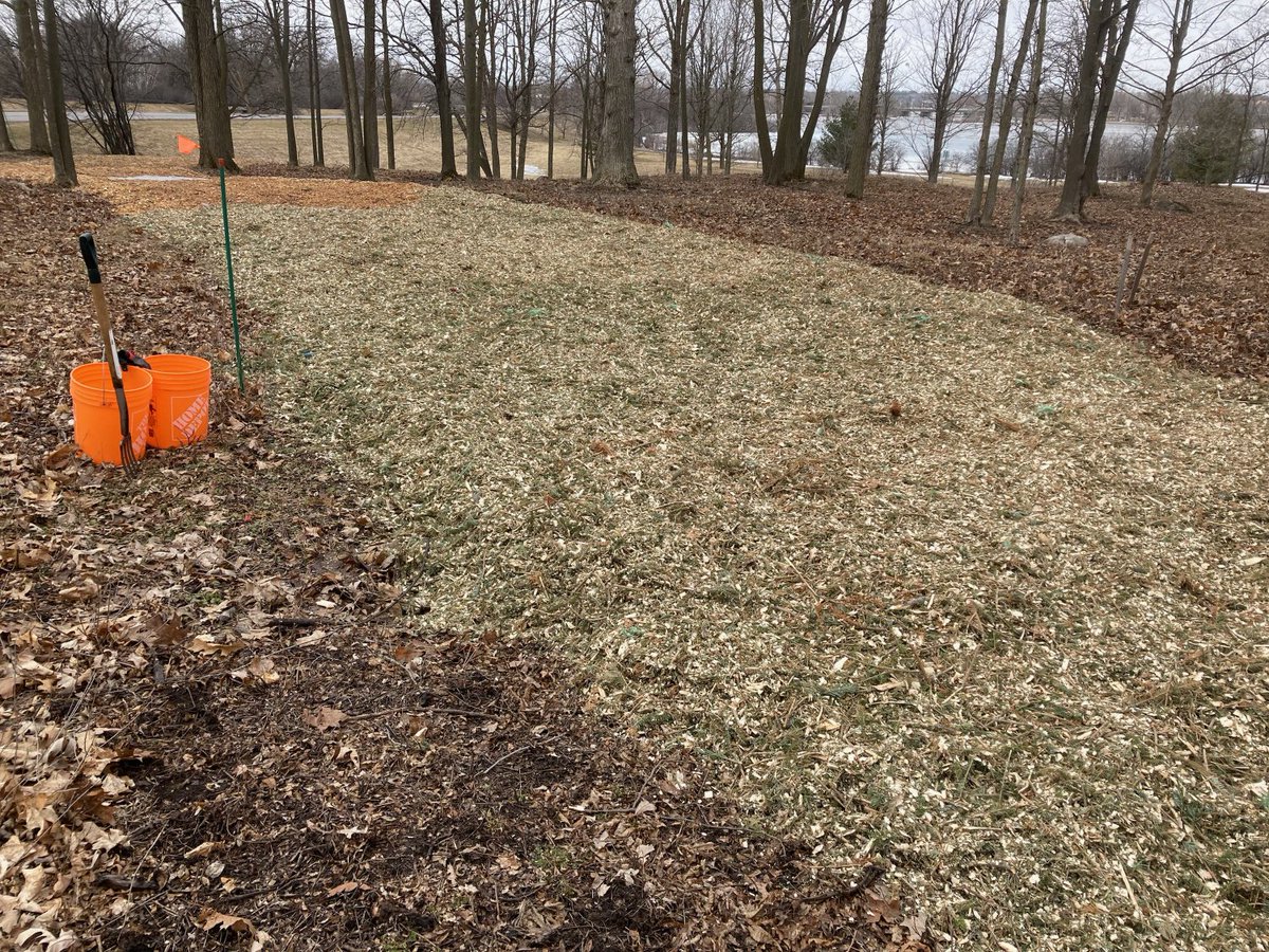 Thanks for the Christmas trees. We put them to good use. They are now chipped and on the trail at Remic Rapids covering rocky areas.
