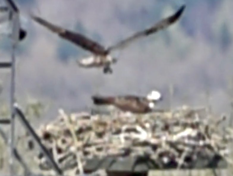geemeff's tweet photo. Yesterday I saw #Blue33 doing something unusual, hovering above #Maya flying in place like a cross between #skydancing and #helicoptering which I’ve called heli-dancing @rutlandospreys @LeicsWildlife @RutlandWaterNR @AnglianWater #birds #BirdsSeenIn2022
https://t.co/bCsgynFiHV https://t.co/r8EpqVKnVL