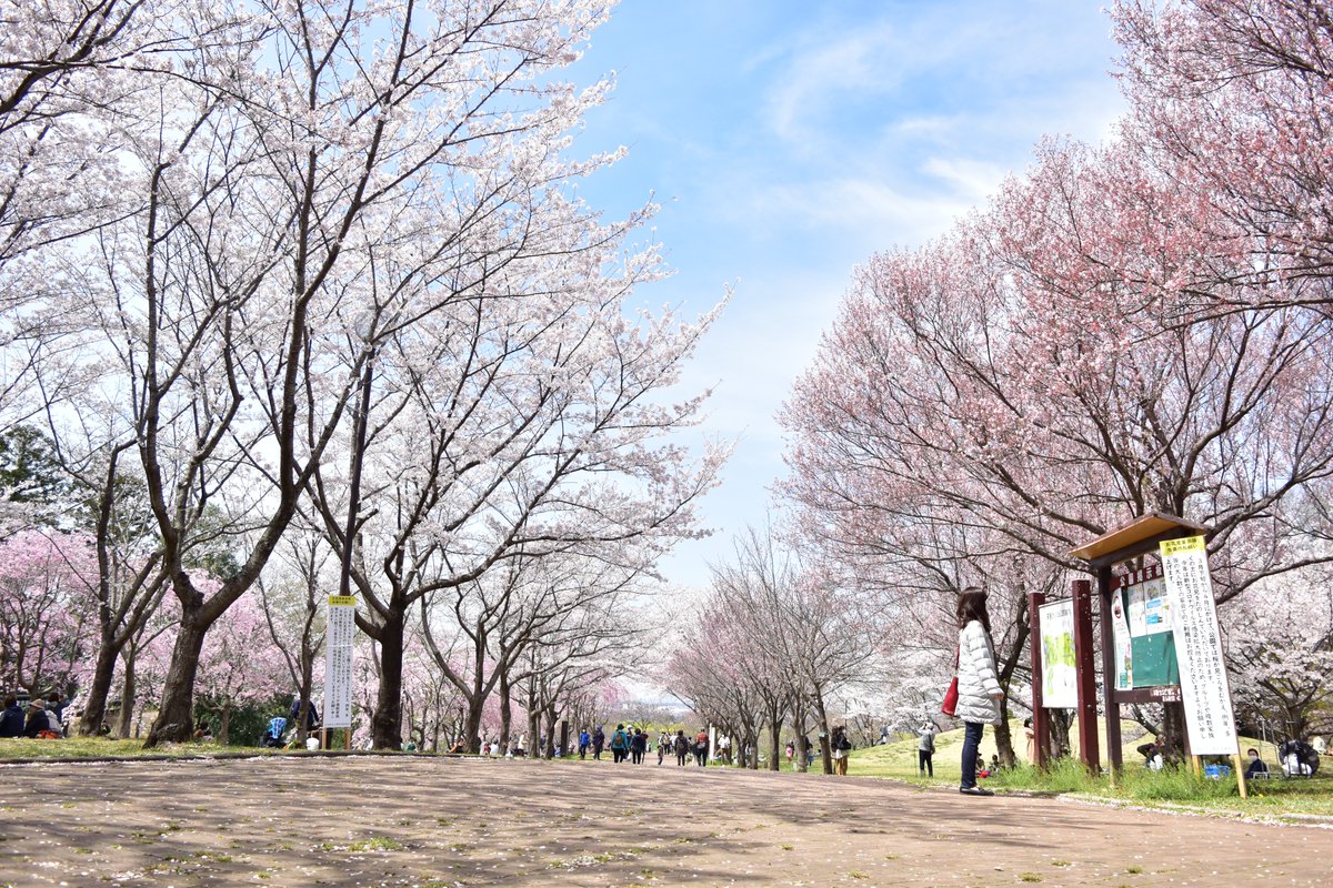本日は北本さくらウォーク2022開催🌸
広報担当も参加者の皆さんとともに８kmコースを歩きました🚶‍♀️お天気に恵まれ最高のウォーキング日和✨北本の桜は今がまさに見ごろを迎えています☺