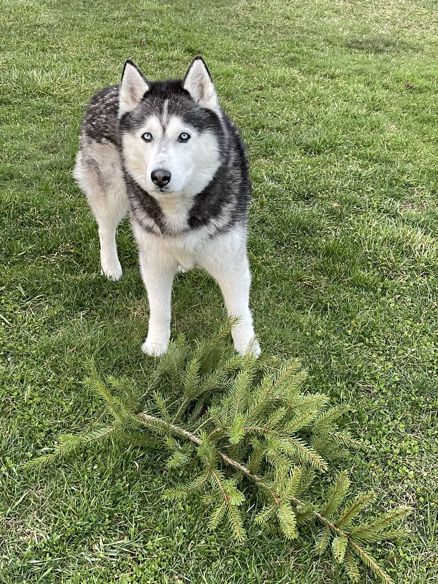 JonathanHusky_'s tweet photo. https://t.co/kMETzDSuyE