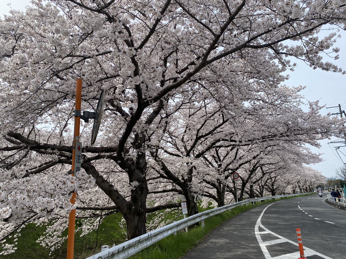 🌸🌸🌸佐保川の桜、満開🌸🌸🌸

5kmに及ぶ桜並木は圧巻です!
マップを作ってみたのでよければご覧ください✌️
写真は今朝の様子🤳 