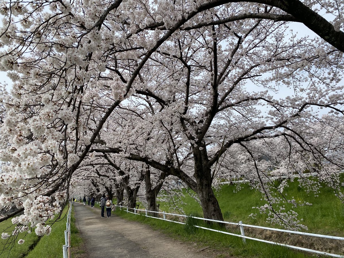 🌸🌸🌸佐保川の桜、満開🌸🌸🌸

5kmに及ぶ桜並木は圧巻です!
マップを作ってみたのでよければご覧ください✌️
写真は今朝の様子🤳 