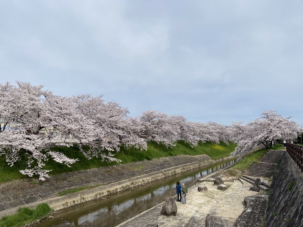 🌸🌸🌸佐保川の桜、満開🌸🌸🌸

5kmに及ぶ桜並木は圧巻です!
マップを作ってみたのでよければご覧ください✌️
写真は今朝の様子🤳 