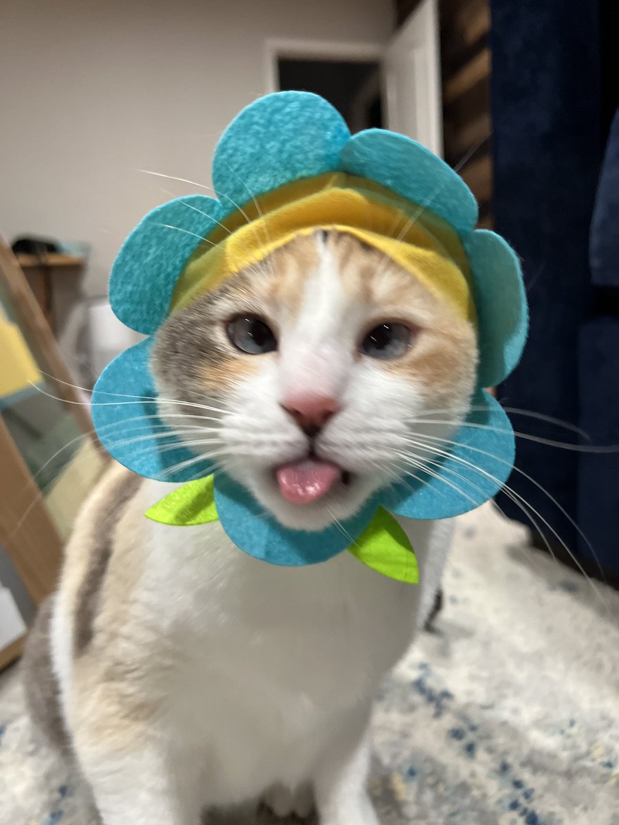 fatfatpankocat's tweet photo. https://t.co/sGoztbctAT