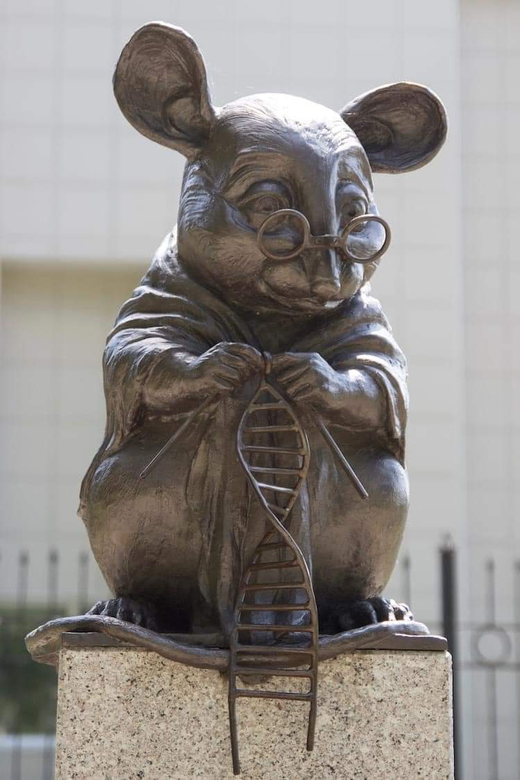 Monumento a los ratones de laboratorio . 

Escultura de bronce que rinde homenaje al sacrificio de los ratones en la investigación, donde son utilizados para comprender los mecanismos biológicos y fisiológicos para el desarrollo de nuevos medicamentos y la cura de enfermedades.