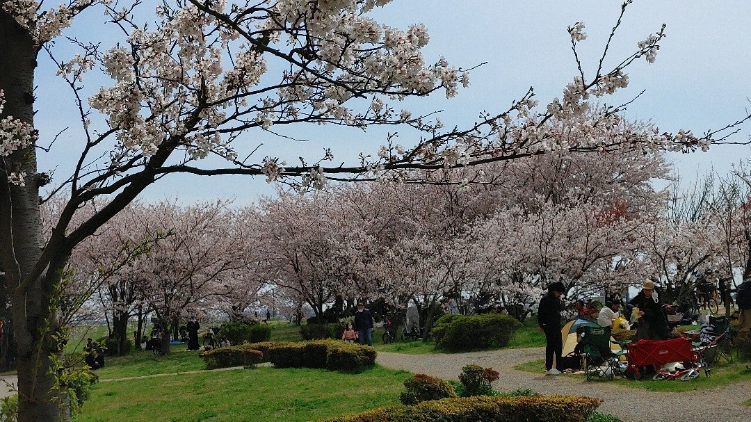 PradM's tweet photo. 満開！ (@ さくら堤公園 in 市川市) https://t.co/ZpNJrqfQvA https://t.co/ukiMIzbWyM
