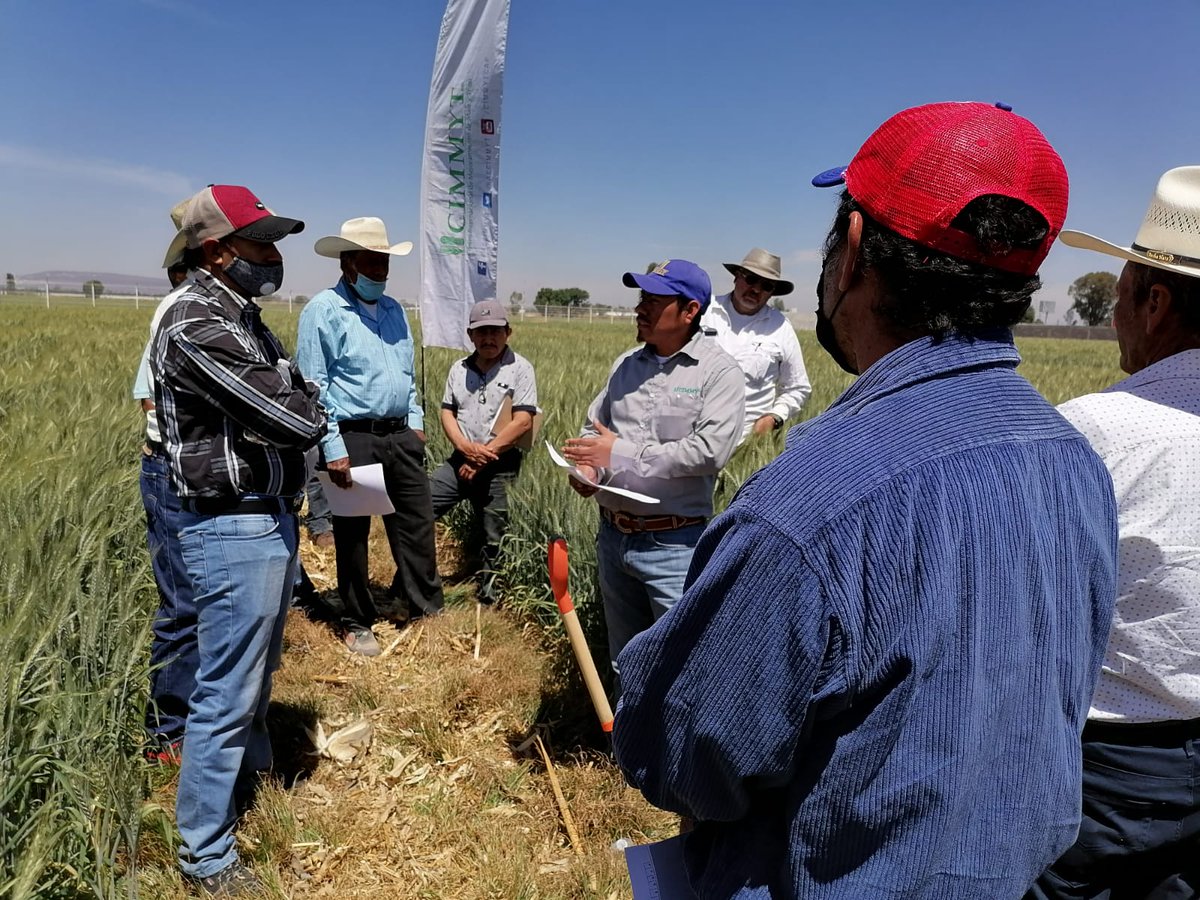 DelatorremtzC's tweet photo. Visita a la Plataforma de investigación de #MasAgro en el DDR 011, Irapuato, gto. Con productores del proyecto #TrigoRegenerativo. 

Platicamos sobre el efecto de la #AC, la Fertilidad integral y la evaluación de variedades de trigo. 

@CIMMYT https://t.co/lRiig4MrRu