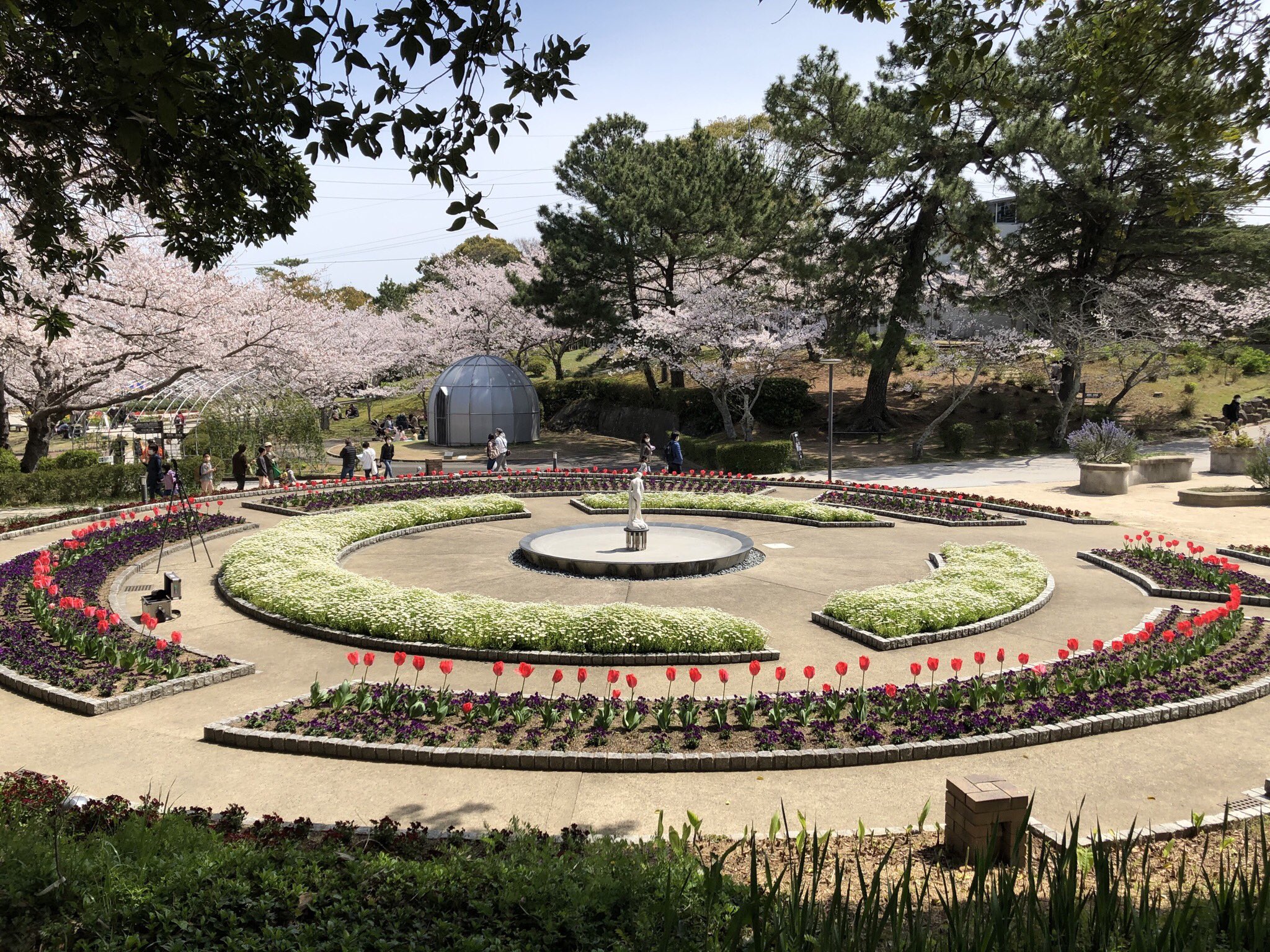 翔平 休止中 昇格試験勉強 ときわ公園 なう 桜とてつもなく綺麗だった ときわ公園 常盤公園 宇部市 桜 カッタ君 モモイロペリカン T Co Bvuuvx0hpn Twitter