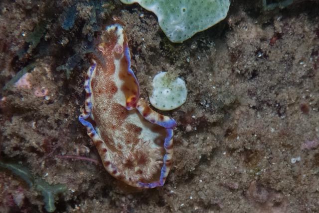 seastung's tweet photo. #SeaSlugSaturday ... because they're gorgeous! #ocean #scuba #biodiversity https://t.co/cst6z6E4cU