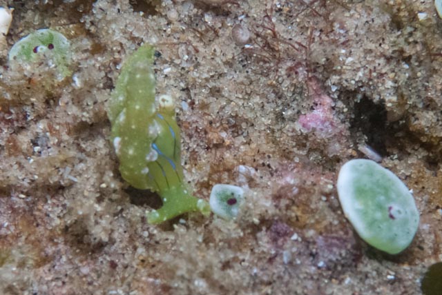 seastung's tweet photo. #SeaSlugSaturday ... because they're gorgeous! #ocean #scuba #biodiversity https://t.co/cst6z6E4cU