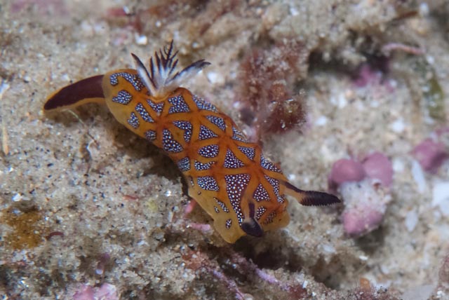 seastung's tweet photo. #SeaSlugSaturday ... because they're gorgeous! #ocean #scuba #biodiversity https://t.co/cst6z6E4cU