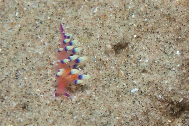 seastung's tweet photo. #SeaSlugSaturday ... because they're gorgeous! #ocean #scuba #biodiversity https://t.co/cst6z6E4cU