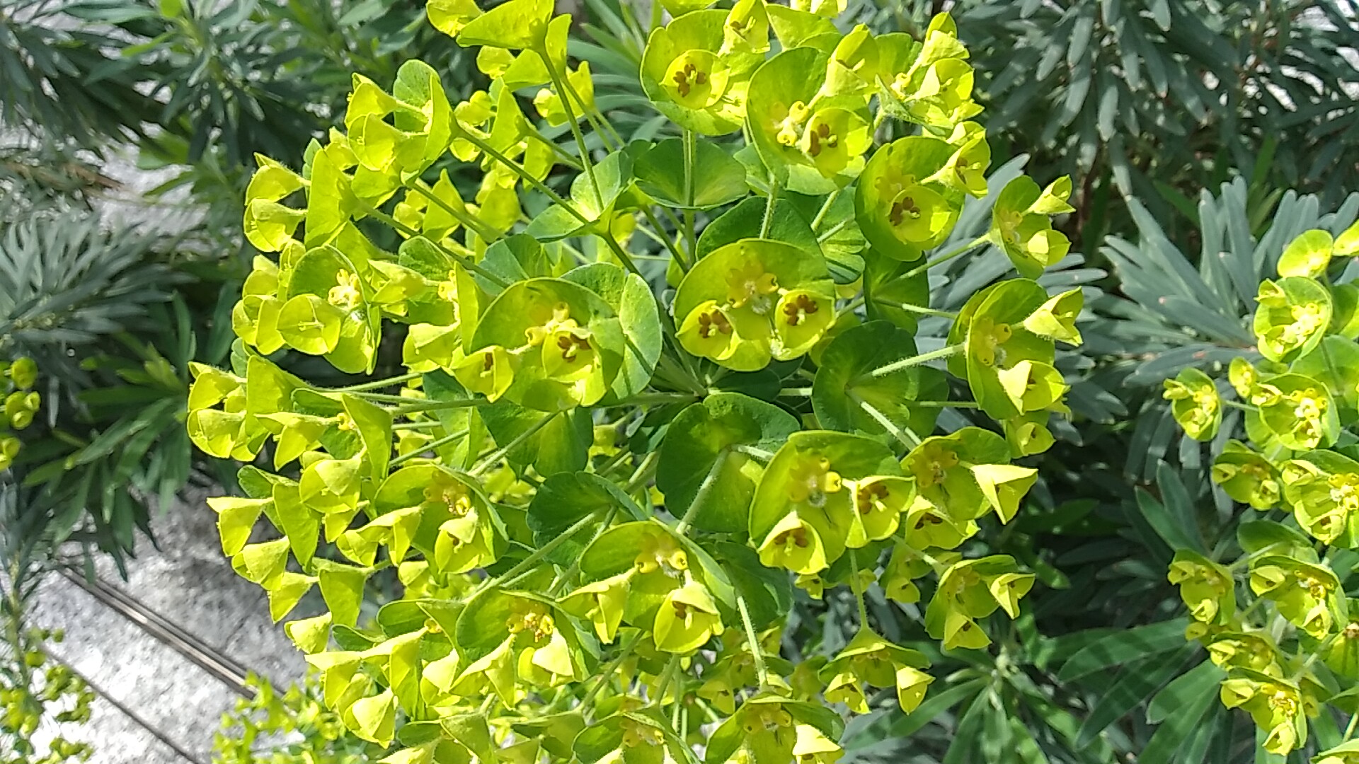 お台所神田泉 ユーフォルビアカラキアス 花言葉 誠意 新橋の奈良まほろば館玄関前にて ユーフォルビア ユーフォルビアカラキアス 新橋 奈良まほろば館 T Co 1ile7z7ejr Twitter お台所神田泉 ユーフォルビアカラキアス 花言葉 誠意 新橋の奈良まほろば館玄関前にて ユーフォルビア ユーフォルビアカラキアス 新橋 奈良まほろば館 T Co 1ile7z7ejr Twitter