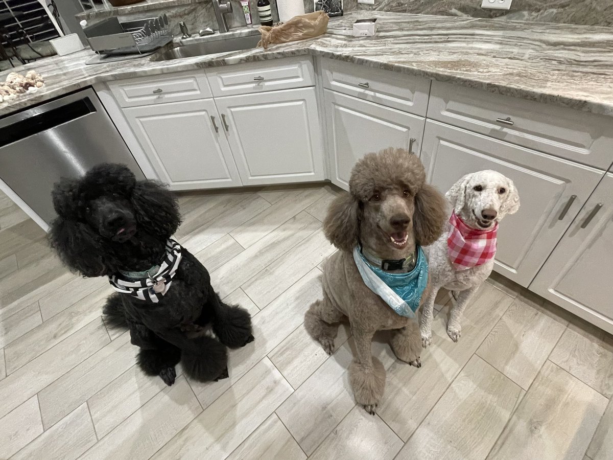 phillippegalitz's tweet photo. @catturd2 Bootsy, Remy and Sunny https://t.co/6p07IwvmcN