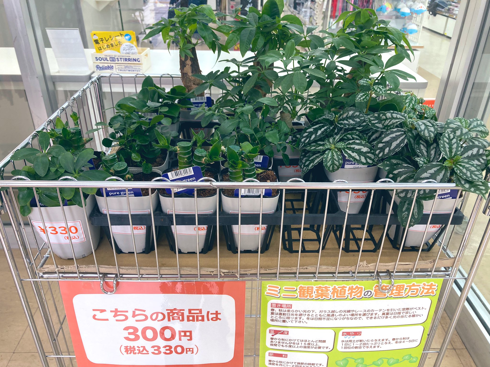 Keiのgreen Life 趣味垢 ダイソー以外では キャンドゥに観葉植物 の取り扱いがあると知り パトロールに 種類は少ないけど 入荷したばかりなのか 店員さんがちゃんとしてくれてるのか 今まで見た100均の中では 1番きれいな 観葉植物ちゃんたちでした