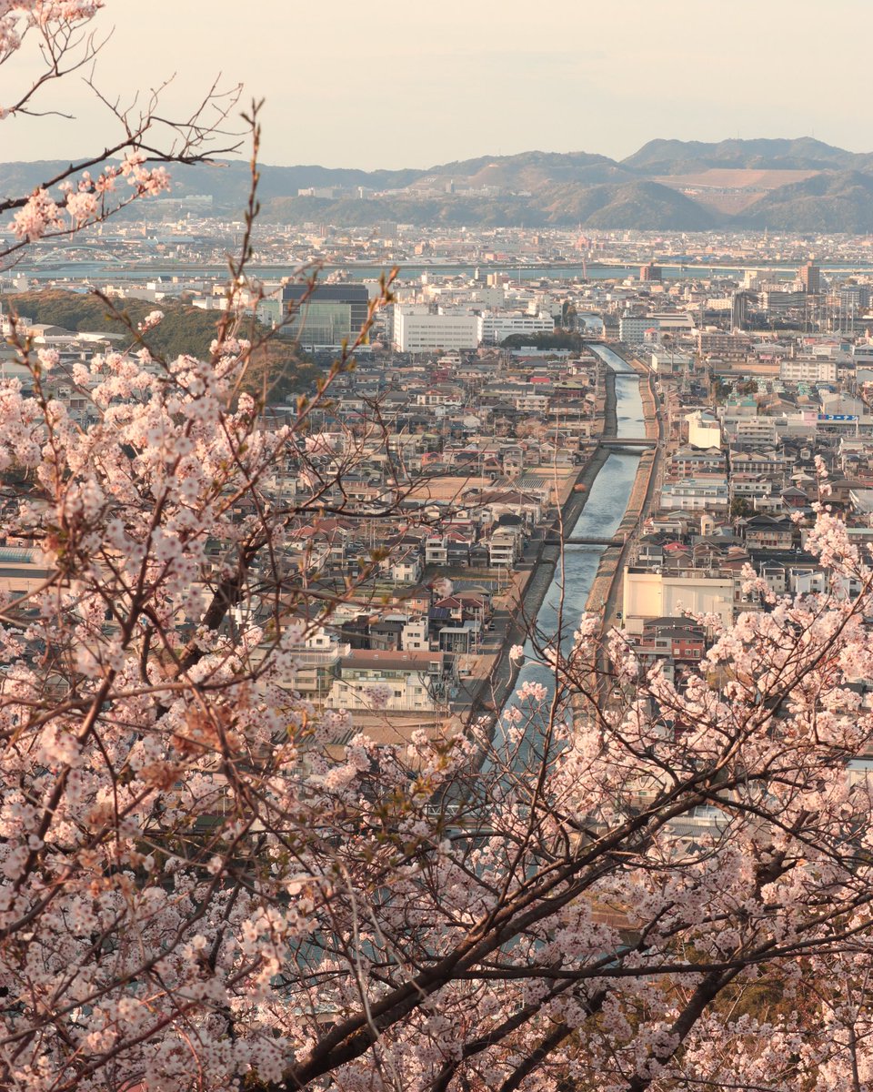 camakoxx's tweet photo. 見下ろす桜と和歌山市内！
最高すぎました☺️🌸👌

#ファインダーの越しの私の世界 
#写真好きな人と繋がりたい 
#photography #japan #桜 
#高津子展望台 #キリトリセカイ https://t.co/tBqOSVEl05