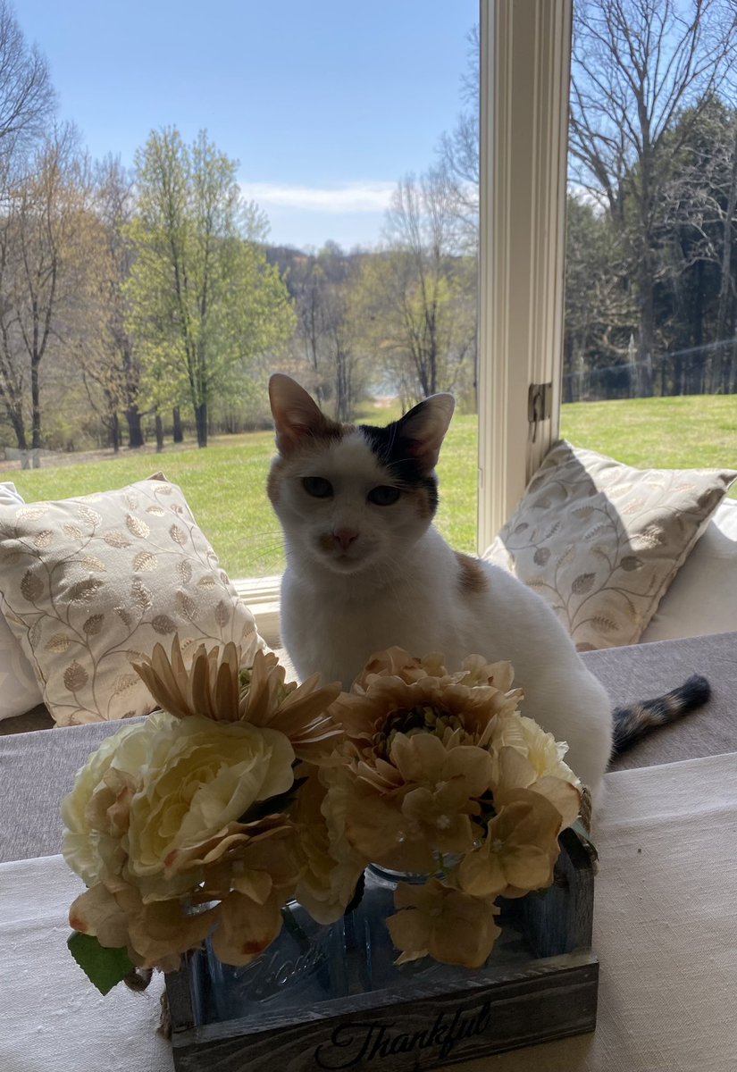 CherylRPoff's tweet photo. @catturd2 Our prima donna Whitney😍 https://t.co/A9WLEXfIji