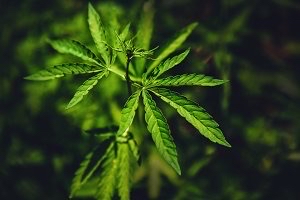 House approves bill legalizing #marijuana nationwide bit.ly/3NGPg6z