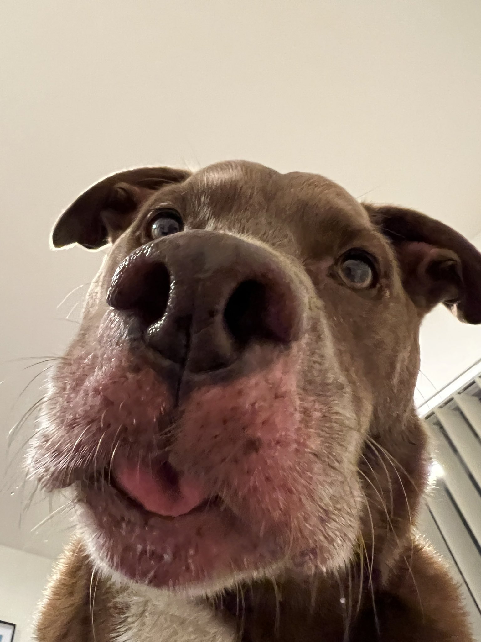 Emergency! My Dog Swallowed A Tampon 72 Hours Ago - ds96b8e