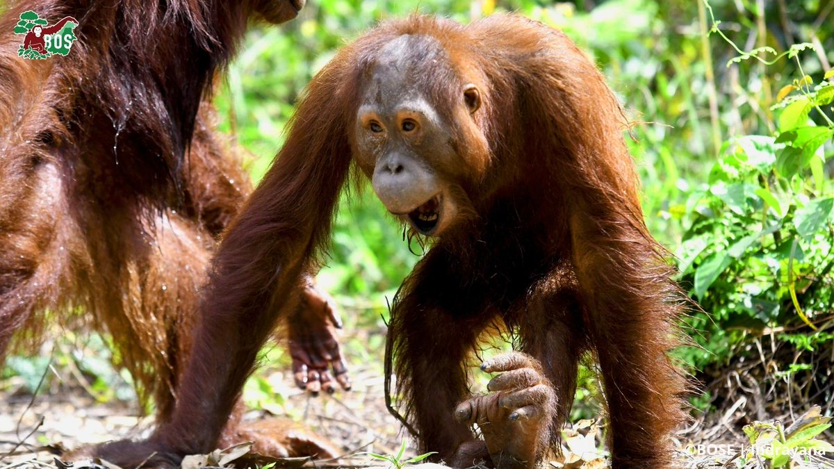 BOS_AUS's tweet photo. Do you miss cheeky Valentino?🙃 
​
​He is eagerly tackling his final steps to freedom on a pre-release island. But he still has a lot to learn. 
​
​Find out how his island life has been going.
​
​#orangutanjungleschool #saveorangutans  https://t.co/Ppp90v6riS https://t.co/hnyExLBjdl