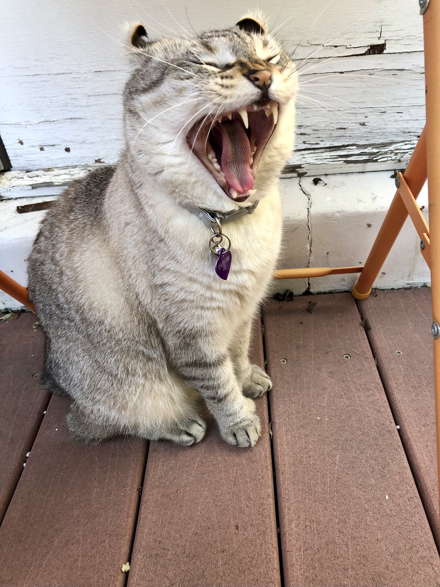 Brewskiethecat's tweet photo. Is it #fiercefriday? Looking for my fiercest frens and new fierce followers. And maybe a dentist. #CaturdayEve #fiercecat #CatsOfTwitter https://t.co/FpZyCsEteM