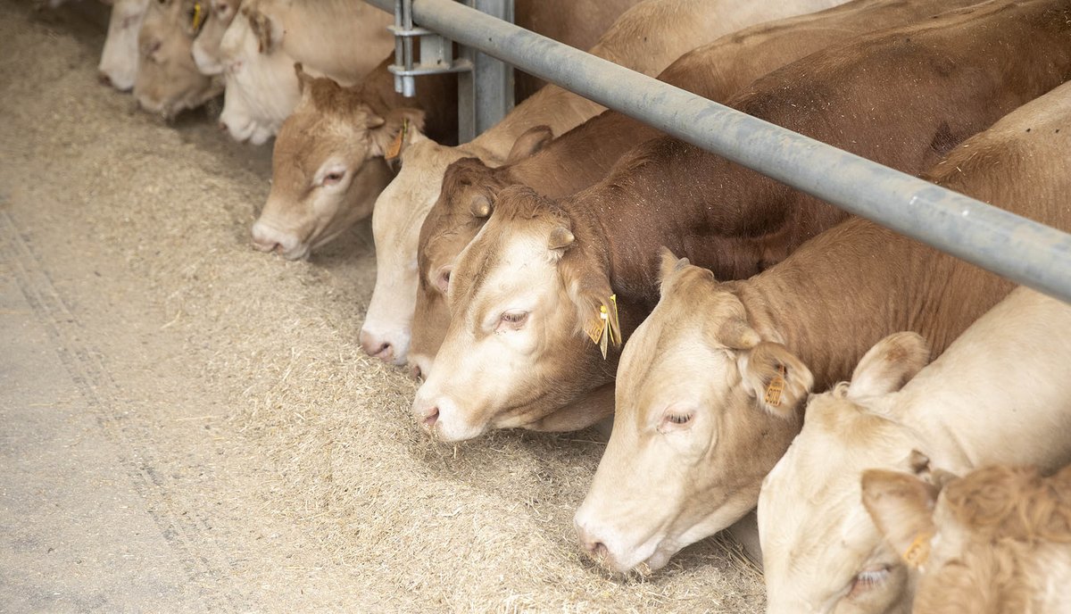 valesia7's tweet photo. In questi ultimi anni gli allevamenti hanno ridotto le emissioni di metano e di ammoniaca, in ordine, del 40% e del 23,4%, inoltre, secondo uno studio #ERL la carne vegetale riduce di poco l'impatto ambientale.
Articolo @BioEcoGeo ⬇️ Dati @ISPRA_Press 
https://t.co/IHQarg0STb https://t.co/cwfOoWJnEU