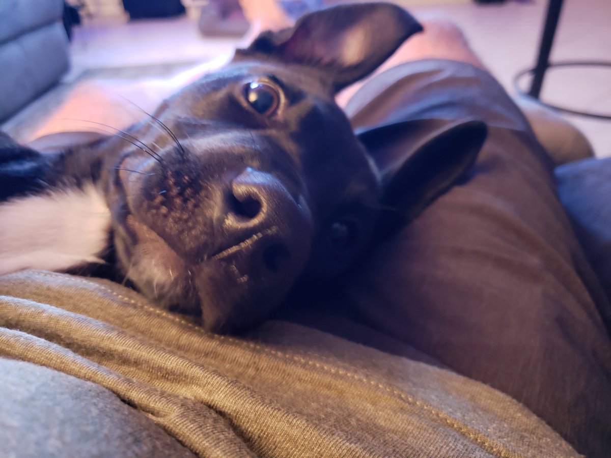 GabrielBachove's tweet photo. #poppythepuppy https://t.co/mI8ItSbWMy