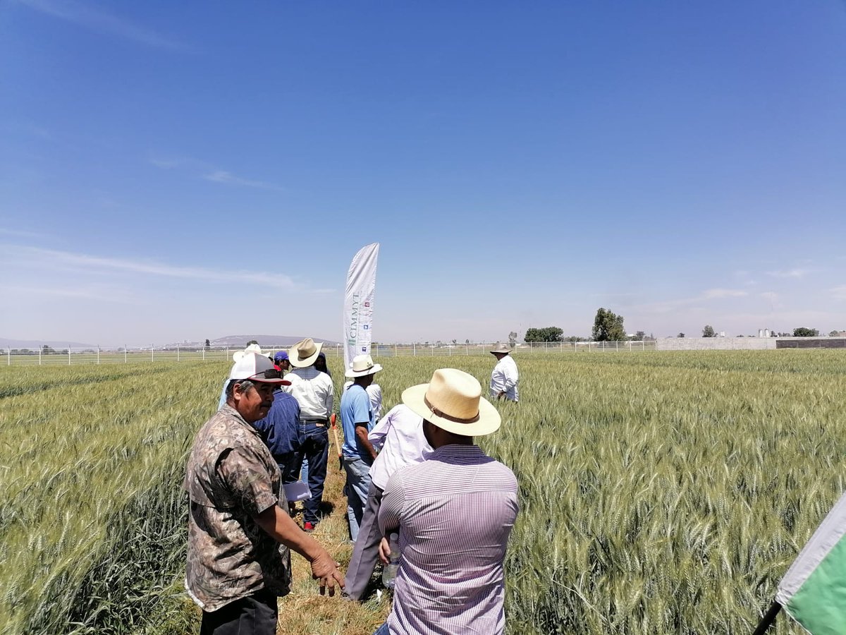 DelatorremtzC's tweet photo. Visita a la plataforma de investigación de MasAgro en DDR 011, Irapuato, con productores del proyecto #TrigoRegenerativo. 

Platicamos sobre el efecto de la Agricultura de conservación, la Fertilidad integral y nuevas variedades de trigo. https://t.co/OGvbAHIsr9
