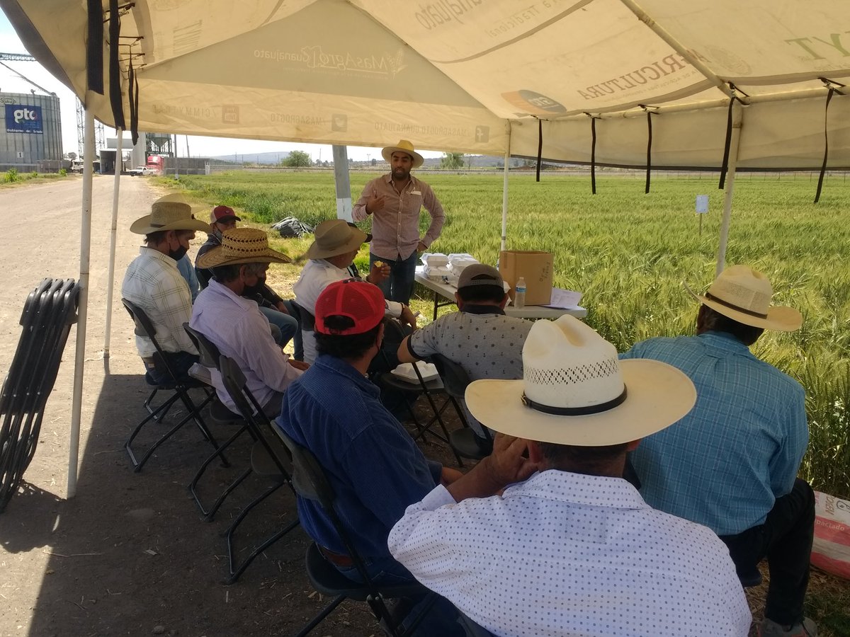 DelatorremtzC's tweet photo. Visita a la plataforma de investigación de MasAgro en DDR 011, Irapuato, con productores del proyecto #TrigoRegenerativo. 

Platicamos sobre el efecto de la Agricultura de conservación, la Fertilidad integral y nuevas variedades de trigo. https://t.co/OGvbAHIsr9