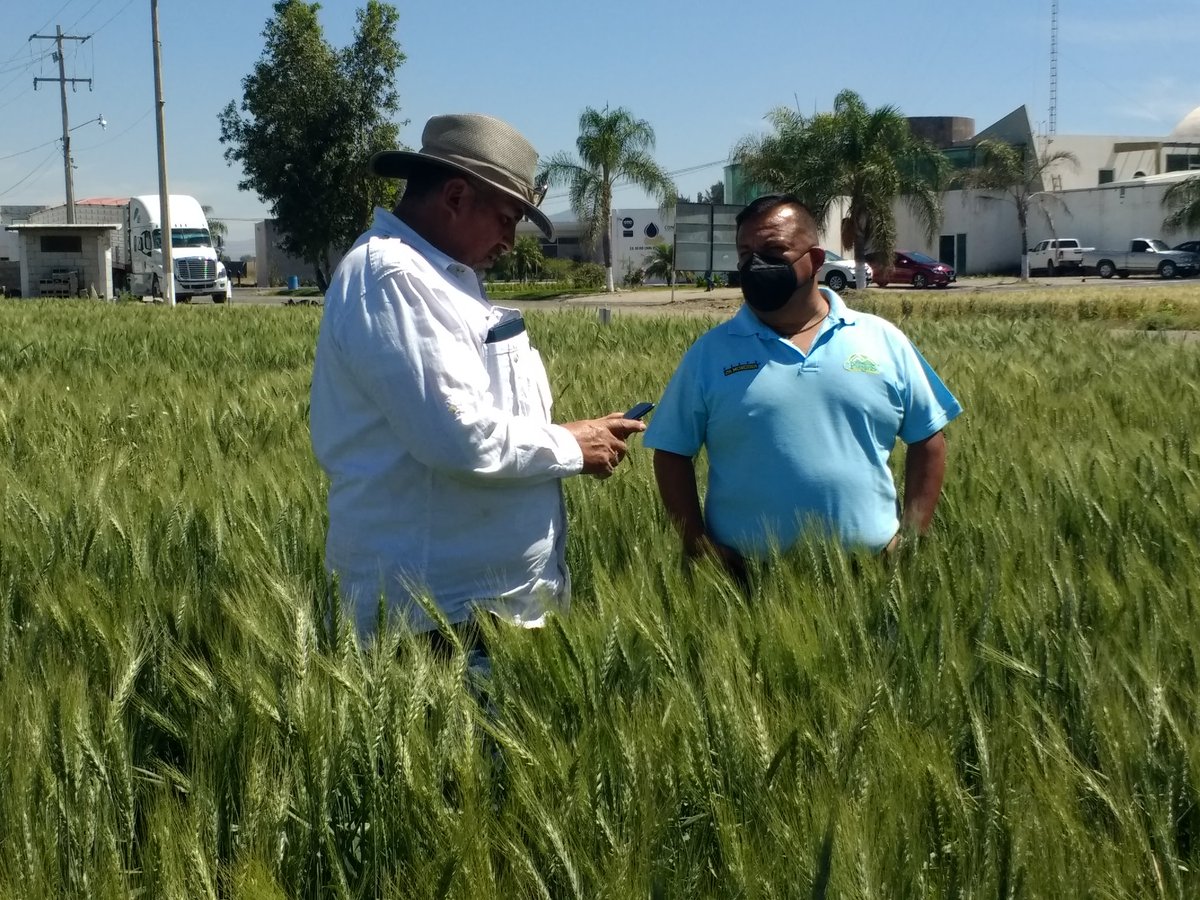 Visita a la plataforma de investigación de MasAgro en DDR 011, Irapuato, con productores del proyecto #TrigoRegenerativo. 

Platicamos sobre el efecto de la Agricultura de conservación, la Fertilidad integral y nuevas variedades de trigo.