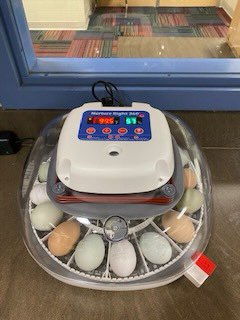 Hands-on science in 1st grade!  The big incubator is regular hatching with humidity. The small incubator is dry hatching or lockdown (no humidity for the first 18 days). Candling allows the students to see the chick in the egg! #JESthisisus <a href="/HicksJISD/">Dr. Toni Hicks</a> <a href="/Jarrell_ISD/">Jarrell ISD</a>