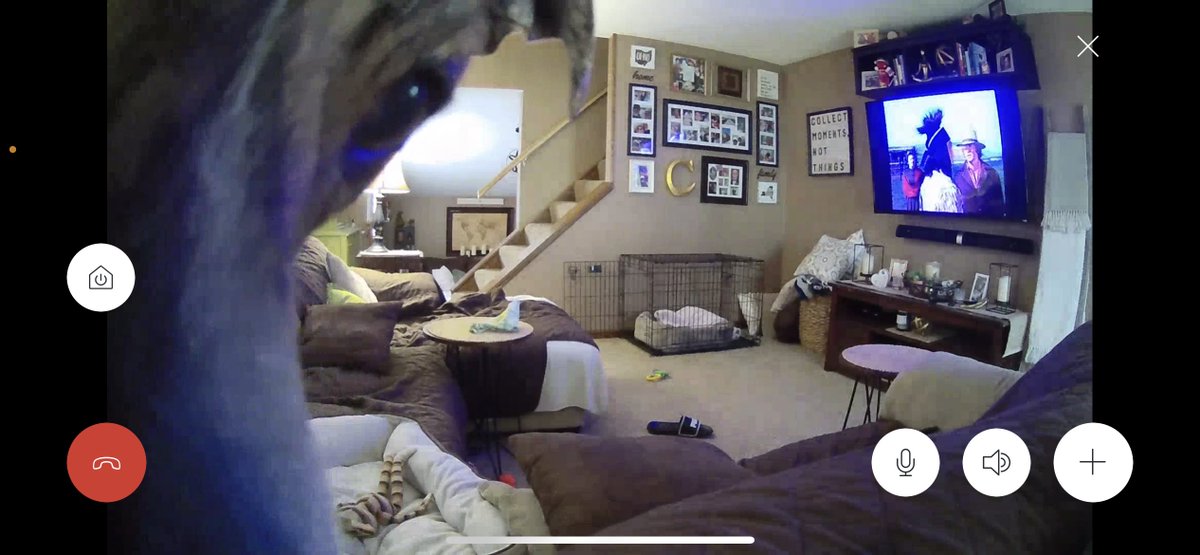 Allentown1711's tweet photo. Today when I checked the #PoppyCam . She’s a heathen. @Thang_1_ https://t.co/GVhLRkqLZ4
