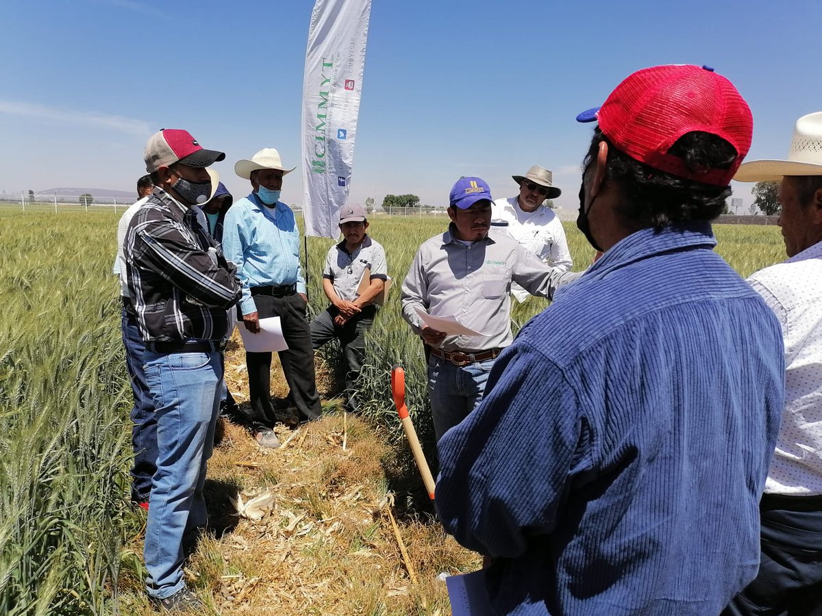 DelatorremtzC's tweet photo. Visita a la plataforma de investigación de MasAgro en DDR 011, Irapuato, con productores del proyecto #TrigoRegenerativo. 

Platicamos sobre el efecto de la Agricultura de conservación, la Fertilidad integral y nuevas variedades de trigo. https://t.co/OGvbAHIsr9
