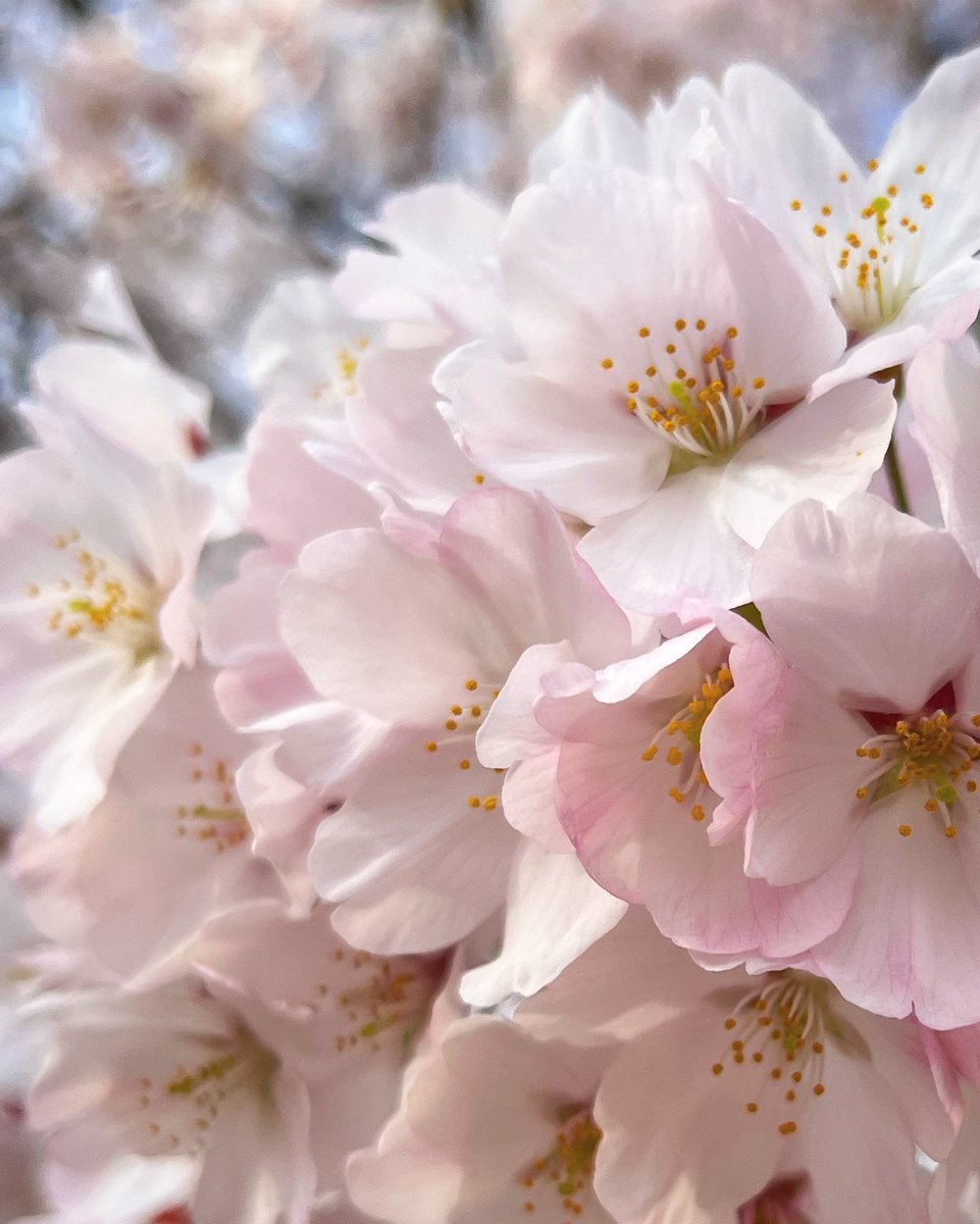 biyanmao's tweet photo. 満開。どんなに拡大しても傷一つない。初めて見た。美しい。桜の花。
#さくら
#桜 
#sakura https://t.co/aIPoVWhXbR