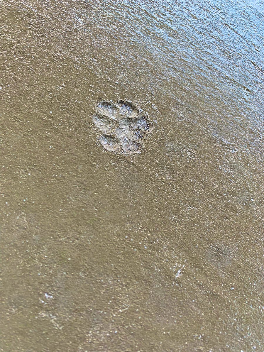 48LieZombie's tweet photo. 犯人は逃走してる模様！！
繰り返します 犯人は逃走してる模様！！ https://t.co/TByu5ErMnP