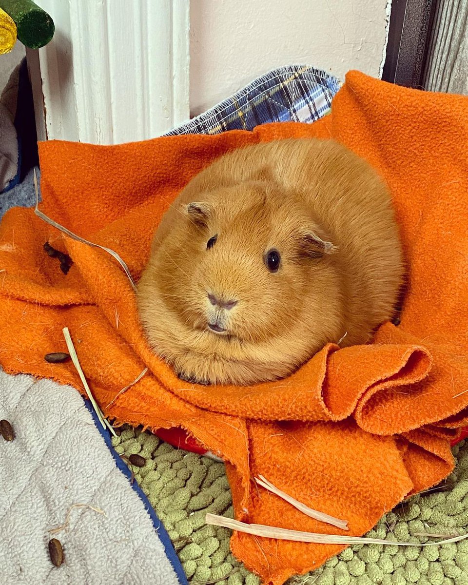 💕
#Guineapig