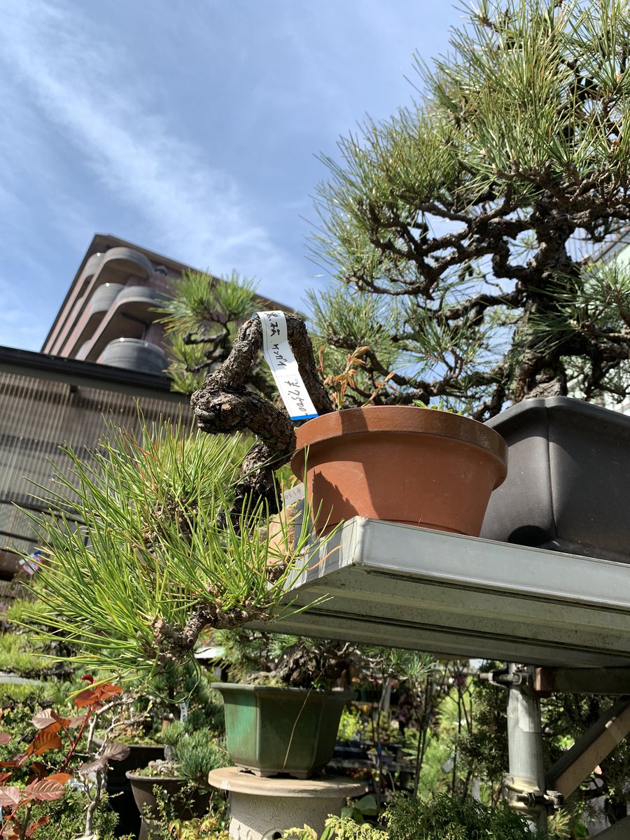 dyago60's tweet photo. 実家のお手伝い中。醍醐園、春の売出セール中です。 https://t.co/facmn0jWti