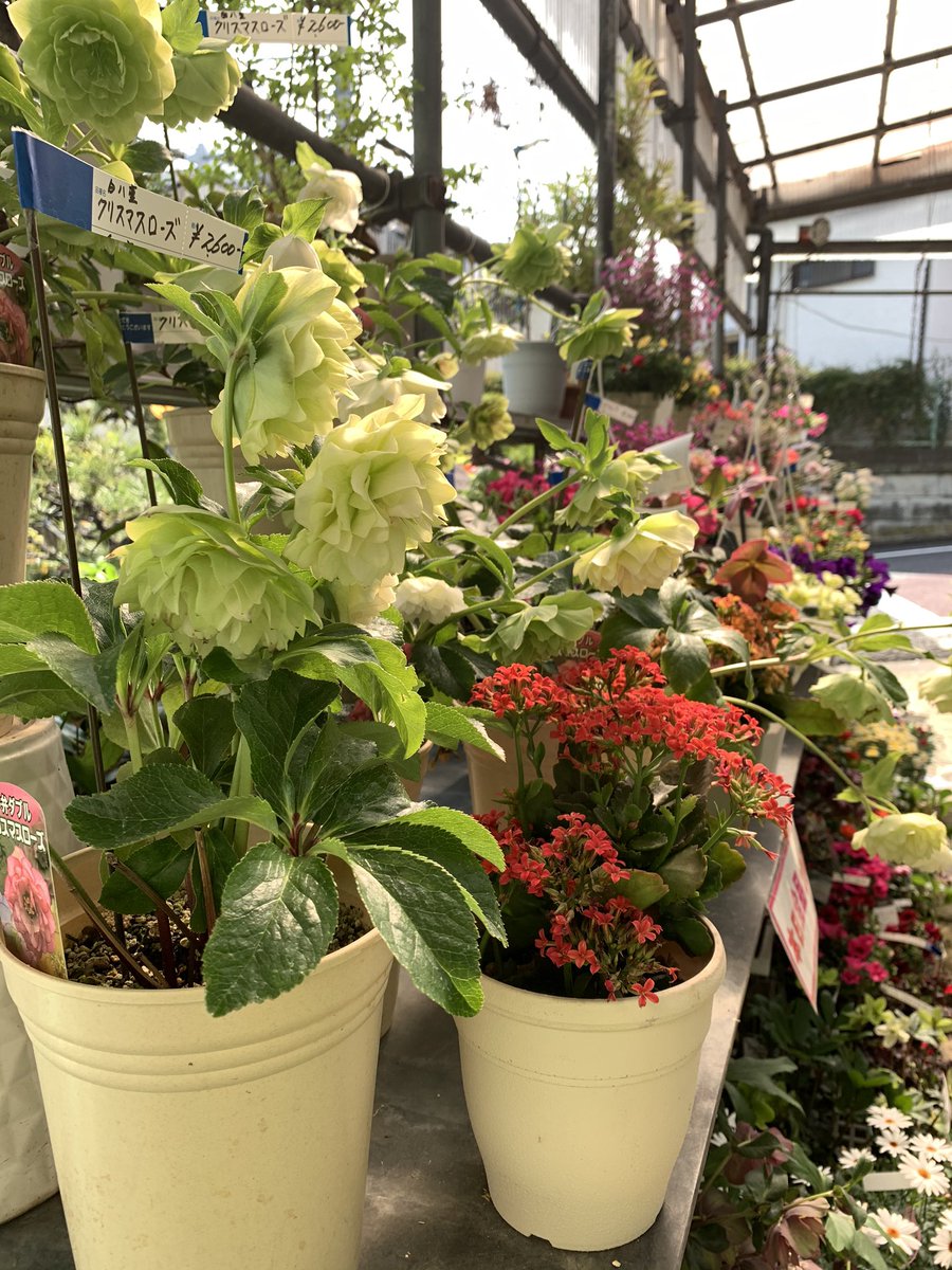 dyago60's tweet photo. 実家のお手伝い中。醍醐園、春の売出セール中です。 https://t.co/facmn0jWti
