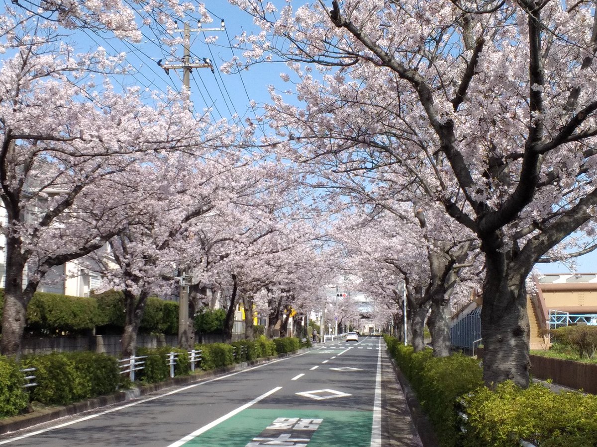 y_ken12's tweet photo. 桜を見たくて朝ラン https://t.co/ImtZga9EFF
