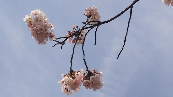 いやあ、先日の雨風で散ってしまったかと思ったですけど充分桜満開です。 