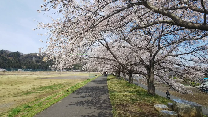 いやあ、先日の雨風で散ってしまったかと思ったですけど充分桜満開です。 