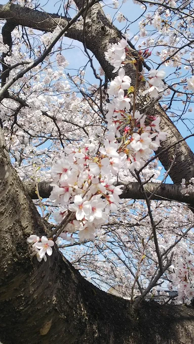 いやあ、先日の雨風で散ってしまったかと思ったですけど充分桜満開です。 