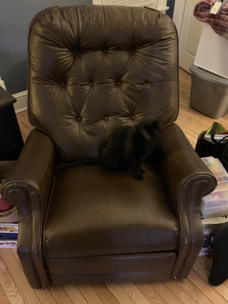 Sriracha_Cat's tweet photo. MY chair #catchair #Throne #CatsOfTwitter https://t.co/Py0ASgH4IN